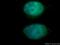 Nuclear Factor, Erythroid 2 antibody, 11089-1-AP, Proteintech Group, Immunofluorescence image 
