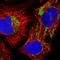 Glutaryl-CoA Dehydrogenase antibody, HPA043252, Atlas Antibodies, Immunofluorescence image 