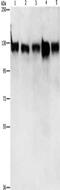 DNA replication licensing factor MCM2 antibody, CSB-PA578532, Cusabio, Western Blot image 