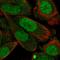 STX2A antibody, HPA038189, Atlas Antibodies, Immunofluorescence image 