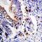 BCL2 Like 1 antibody, PA1232, Boster Biological Technology, Immunohistochemistry frozen image 