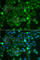 Rac Family Small GTPase 1 antibody, A7720, ABclonal Technology, Immunofluorescence image 