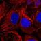 Serine/Threonine Kinase 32A antibody, NBP1-82735, Novus Biologicals, Immunofluorescence image 