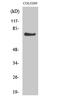 Adhesion G Protein-Coupled Receptor F4 antibody, GTX33970, GeneTex, Western Blot image 