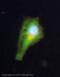 Nuclear Receptor Subfamily 3 Group C Member 1 antibody, ab3581, Abcam, Immunofluorescence image 