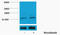 Histone H3 antibody, STJ97134, St John