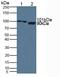 Inter-Alpha-Trypsin Inhibitor Heavy Chain 1 antibody, abx129123, Abbexa, Western Blot image 