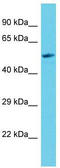 Proline Rich Mitotic Checkpoint Control Factor antibody, TA344589, Origene, Western Blot image 