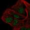 AP-5 complex subunit beta-1 antibody, HPA065739, Atlas Antibodies, Immunofluorescence image 