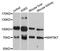 Mitogen-Activated Protein Kinase Kinase Kinase 7 antibody, LS-C747234, Lifespan Biosciences, Western Blot image 