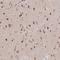 Syntaxin 16 antibody, NBP1-92467, Novus Biologicals, Immunohistochemistry frozen image 