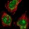 ATPase Family AAA Domain Containing 1 antibody, NBP1-82228, Novus Biologicals, Immunofluorescence image 