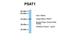 PSA antibody, NBP1-55368, Novus Biologicals, Western Blot image 