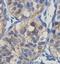 IQ Motif And Ubiquitin Domain Containing antibody, orb78020, Biorbyt, Immunohistochemistry paraffin image 