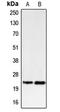 BCL2 Binding Component 3 antibody, LS-C353426, Lifespan Biosciences, Western Blot image 