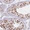 Mitochondrial Ribosomal Protein L34 antibody, PA5-61922, Invitrogen Antibodies, Immunohistochemistry frozen image 