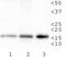Histone Cluster 2 H3 Family Member D antibody, NB21-1383, Novus Biologicals, Western Blot image 