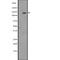 Integrin Subunit Alpha 1 antibody, abx149037, Abbexa, Western Blot image 