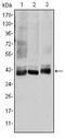 Mitogen-Activated Protein Kinase Kinase 4 antibody, MA5-15811, Invitrogen Antibodies, Western Blot image 