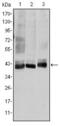 Mitogen-Activated Protein Kinase Kinase 4 antibody, MA5-15811, Invitrogen Antibodies, Western Blot image 