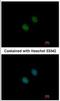 Lysine Acetyltransferase 2A antibody, NBP2-17017, Novus Biologicals, Immunofluorescence image 