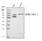 Potassium Voltage-Gated Channel Subfamily D Member 1 antibody, A11599-1, Boster Biological Technology, Western Blot image 