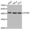 Splicing Factor 3b Subunit 4 antibody, abx003276, Abbexa, Western Blot image 