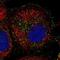GPN-Loop GTPase 1 antibody, NBP1-90072, Novus Biologicals, Immunofluorescence image 