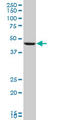 Pepsin A antibody, LS-C197886, Lifespan Biosciences, Western Blot image 