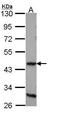 Dopamine receptor D4 antibody, PA5-28756, Invitrogen Antibodies, Western Blot image 