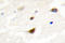 Telomeric repeat-binding factor 1 antibody, LS-C176687, Lifespan Biosciences, Immunohistochemistry frozen image 