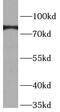 BIS antibody, FNab00789, FineTest, Western Blot image 