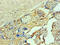 Hemoglobin Subunit Alpha 2 antibody, CSB-MA002401E0m, Cusabio, Immunocytochemistry image 