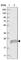 TMEM9 Domain Family Member B antibody, HPA037784, Atlas Antibodies, Western Blot image 