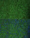 Desmin antibody, 13-255, ProSci, Immunofluorescence image 