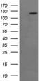 Protein Tyrosine Kinase 2 antibody, NBP2-45923, Novus Biologicals, Western Blot image 