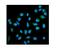 PLAP-1 antibody, A01718, Boster Biological Technology, Immunofluorescence image 