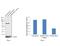 Protein Kinase AMP-Activated Catalytic Subunit Alpha 1 antibody, AHO1332, Invitrogen Antibodies, Western Blot image 