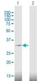 DNA Damage Inducible Transcript 4 antibody, H00054541-B01P, Novus Biologicals, Western Blot image 