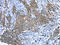 Serine Carboxypeptidase 1 antibody, CSB-PA115388, Cusabio, Immunohistochemistry paraffin image 