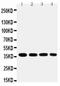 Coi antibody, PA5-79701, Invitrogen Antibodies, Western Blot image 
