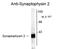 Synaptoporin antibody, GTX82586, GeneTex, Western Blot image 