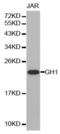 Growth Hormone 1 antibody, abx001221, Abbexa, Western Blot image 