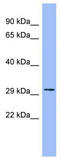 RAGE antibody, TA346072, Origene, Western Blot image 