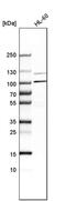 Adaptor Related Protein Complex 5 Subunit Zeta 1 antibody, PA5-57368, Invitrogen Antibodies, Western Blot image 