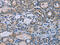 Homer Scaffold Protein 1 antibody, CSB-PA327528, Cusabio, Immunohistochemistry paraffin image 