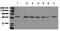 Aurora Kinase A antibody, AM20207PU-N, Origene, Western Blot image 