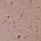 Synuclein Alpha Interacting Protein antibody, NBP2-55955, Novus Biologicals, Immunohistochemistry paraffin image 