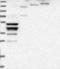 Olfactory Receptor Family 2 Subfamily K Member 2 antibody, NBP1-83189, Novus Biologicals, Western Blot image 