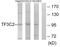 General Transcription Factor IIIC Subunit 2 antibody, PA5-38747, Invitrogen Antibodies, Western Blot image 